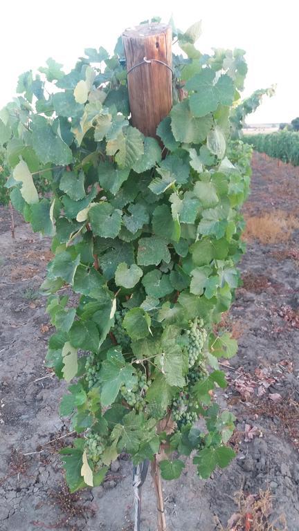 Terras - Agroturismo & Vinhos Beja Eksteriør bilde