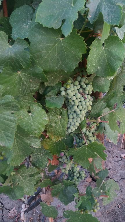 Terras - Agroturismo & Vinhos Beja Eksteriør bilde